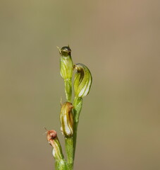Pterostylis clivosa