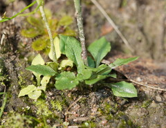 Pterostylis clivosa