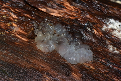 Tremella globispora