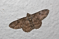 Orbamia octomaculata