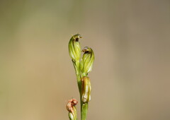Pterostylis clivosa