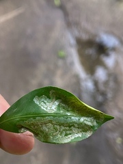 Phyllocnistis citrella