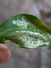 Phyllocnistis citrella