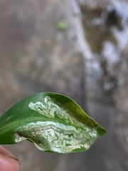 Phyllocnistis citrella