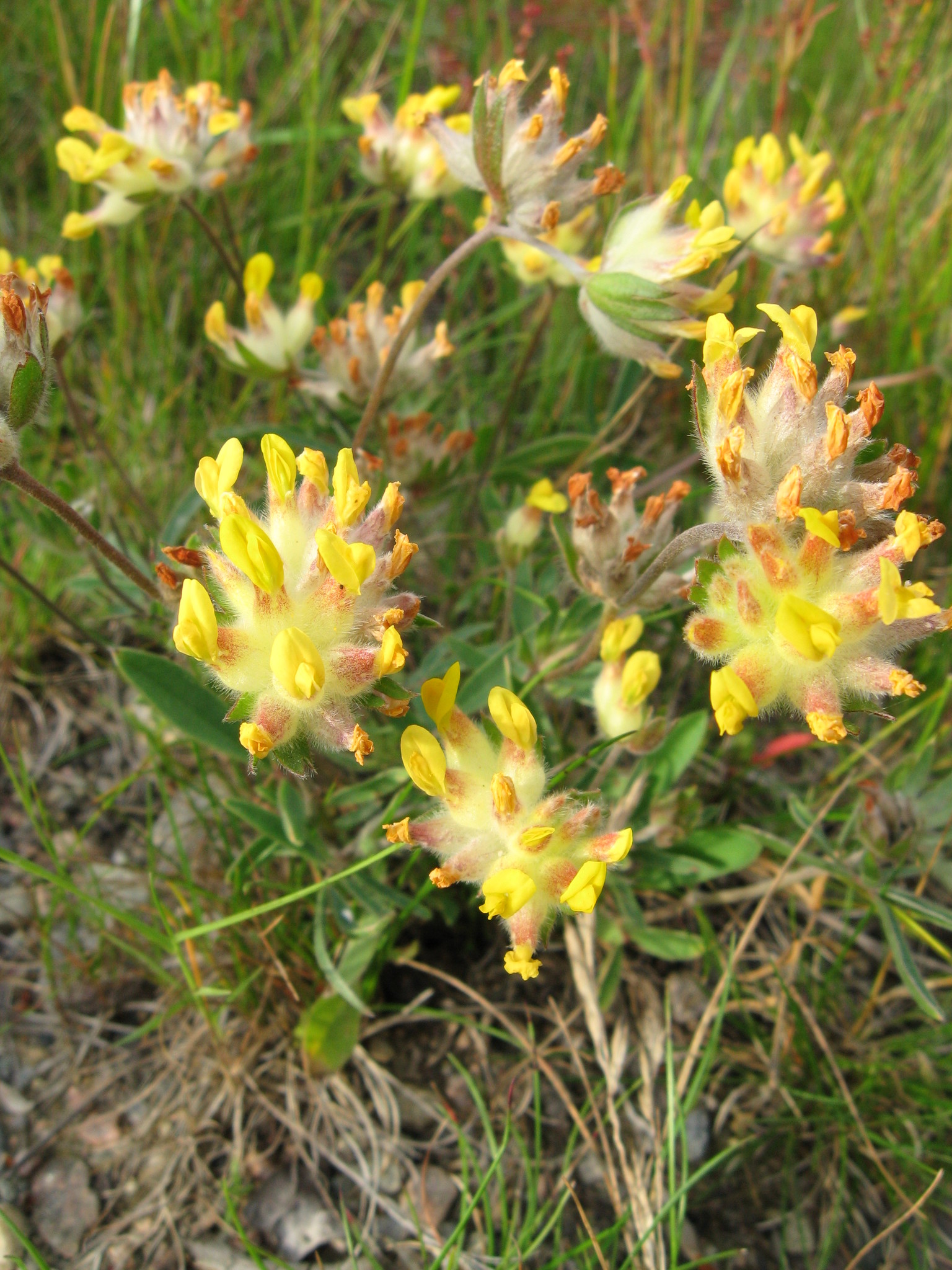 Paprastasis perluotis