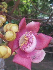Couroupita guianensis