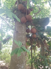 Couroupita guianensis