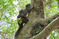 Callosciurus erythraeus thaiwanensis