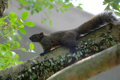 Callosciurus erythraeus thaiwanensis