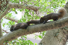 Callosciurus erythraeus thaiwanensis