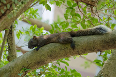 Callosciurus erythraeus thaiwanensis