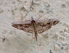 Rhimphalea