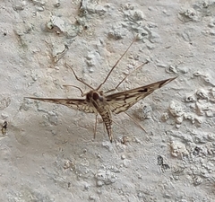 Rhimphalea