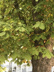 Aesculus hippocastanum