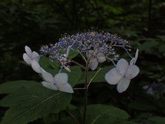 Hydrangea serrata