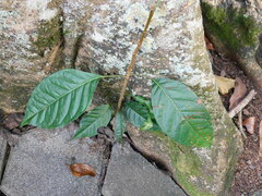 Swietenia macrophylla