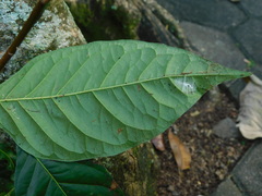 Swietenia macrophylla