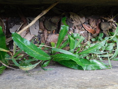 Pseudelephantopus spicatus