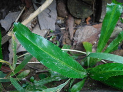 Pseudelephantopus spicatus