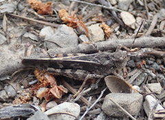 Cratypedes neglectus