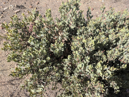 Eastwood's Manzanita foliage