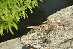 Podarcis melisellensis