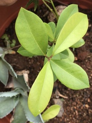 Allamanda blanchetii