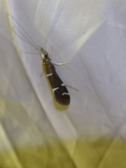 Athripsodes albifrons