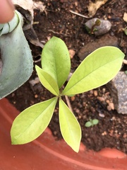 Allamanda blanchetii