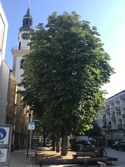 Aesculus hippocastanum