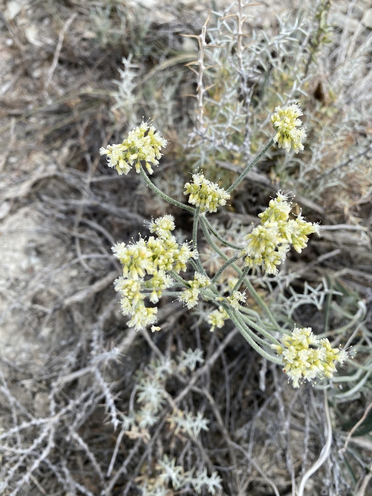Spoonleaf Buckwheat from Salina, UT, US on June 23, 2022 at 03:19 PM by ...