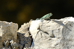 Dalmatolacerta oxycephala