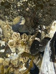 Clinocottus globiceps