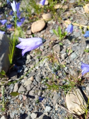 Campanula rotundifolia