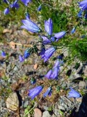 Campanula rotundifolia