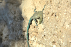 Dalmatolacerta oxycephala