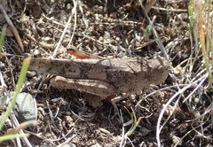 Trimerotropis latifasciata