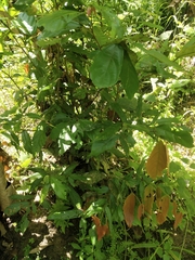Diplodiscus paniculatus