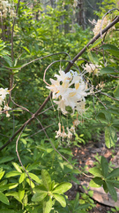 Rhododendron occidentale