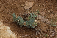 Astragalus asclepiadoides