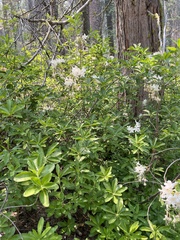 Rhododendron occidentale
