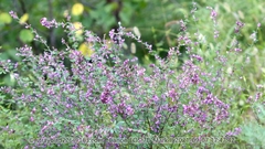 Lespedeza floribunda