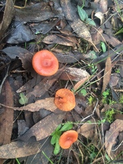 Lactarius eucalypti