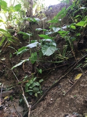 Homalomena philippinensis