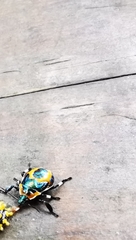 Poecilocoris druraei