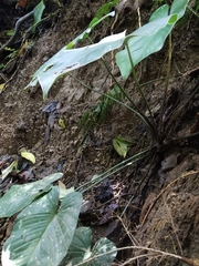 Homalomena philippinensis