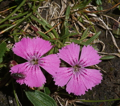 Dianthus glacialis