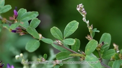 Lespedeza floribunda