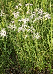 Dianthus superbus stenocalyx