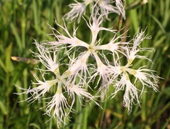 Dianthus superbus stenocalyx